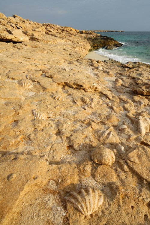 Sultanate of Oman - Shell limestones on the Arabian Sea (south of Fins)(VO-07-0067)